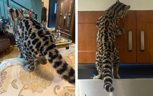 gato Silvestre CDMX