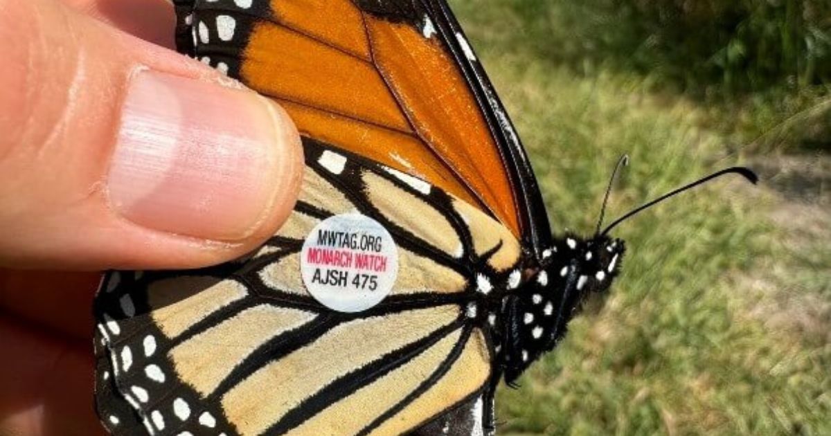 Primera mariposa Monarca con transmisor satelital completa su viaje