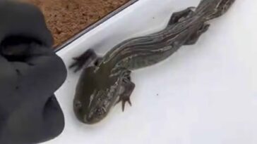 Reaparecen 50 ajolotes del Altiplano tras 15 años sin ser vistos