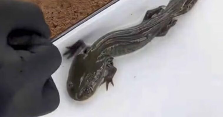 Reaparecen 50 ajolotes del Altiplano tras 15 años sin ser vistos