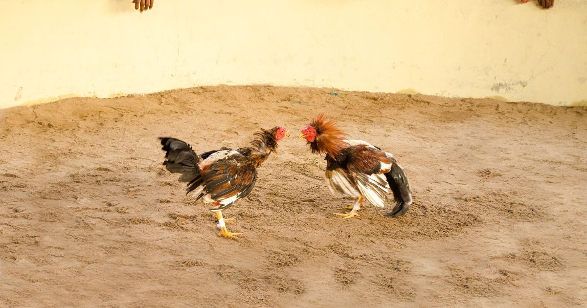 Chihuahua cancela permisos de carreras de caballos y peleas de gallos