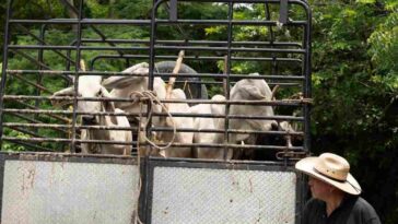 Confirman primer caso de Gusano Barrenador en Edomex