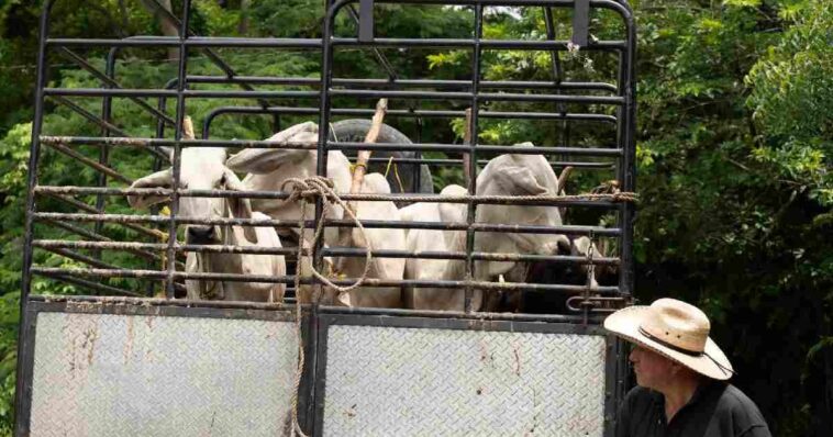 Confirman primer caso de Gusano Barrenador en Edomex