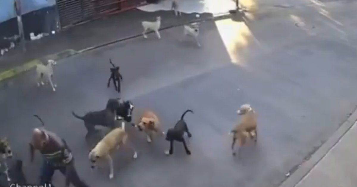 Continúan las investigaciones sobre la mujer agredida por perros en Cuautla