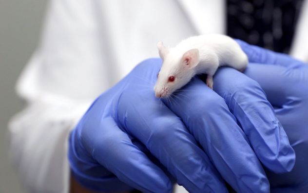 Ratones BUAP experimento