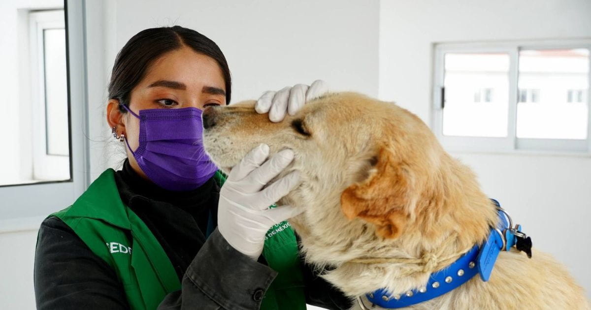 Plan para proteger a más de 1.2 millones de perros callejeros en CDMX