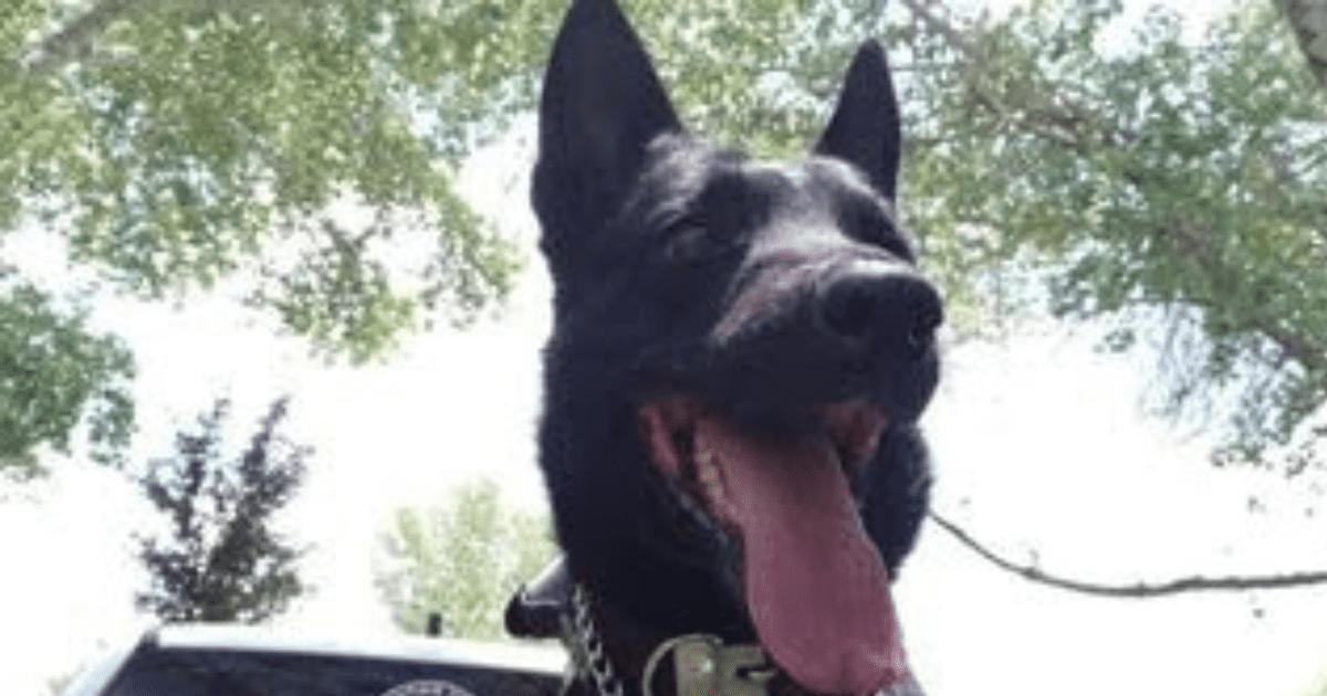 Binomio canino es privado de la vida en cumplimiento de su deber