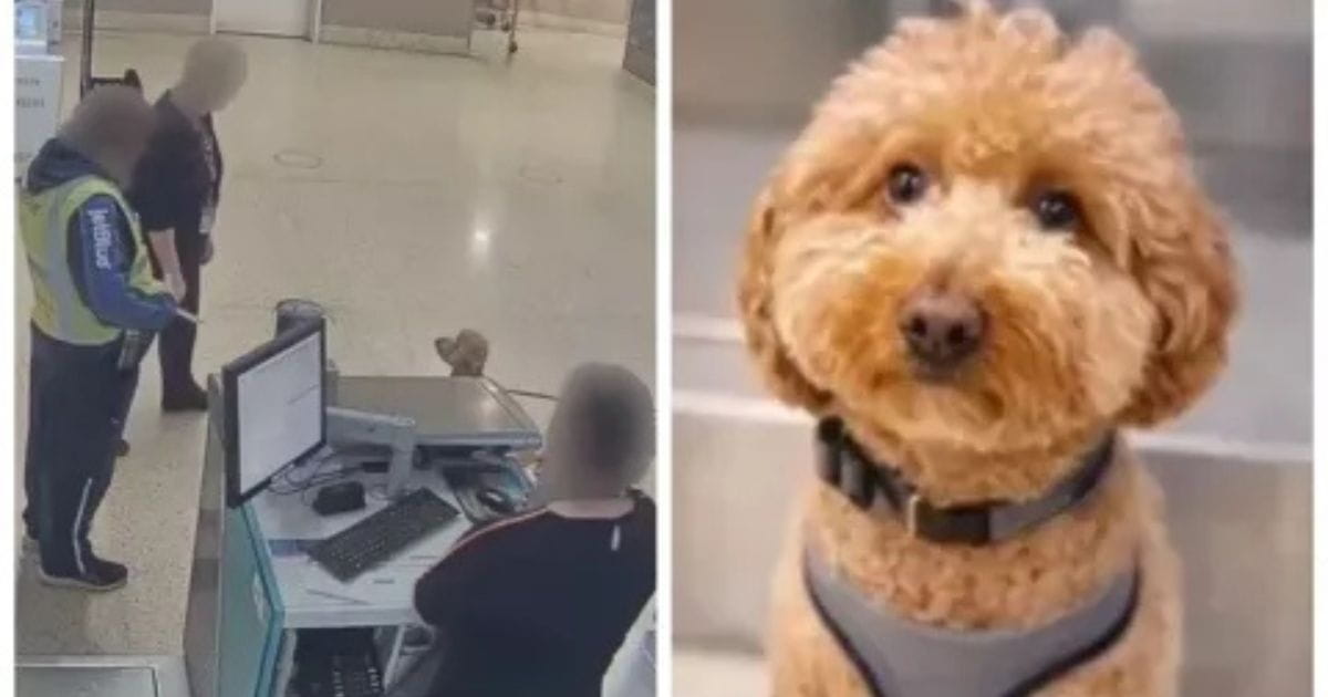 Arrestan a mujer por abandonar a su perro en aeropuerto