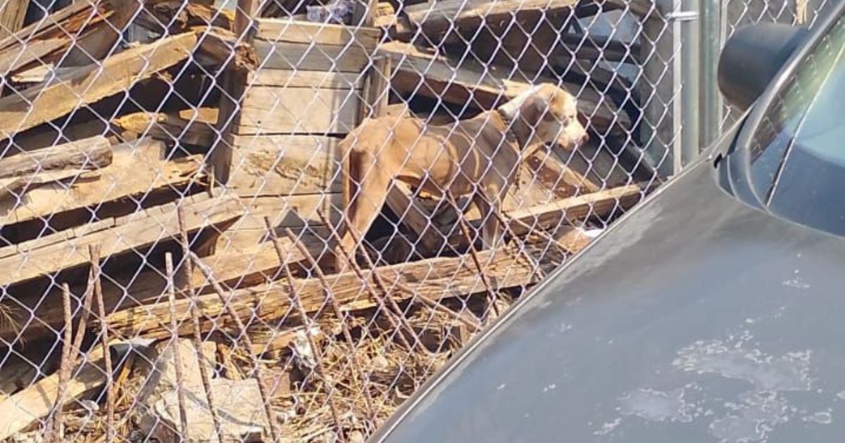 Piden rescatar a perrito en predio de Centro de Cuernavaca