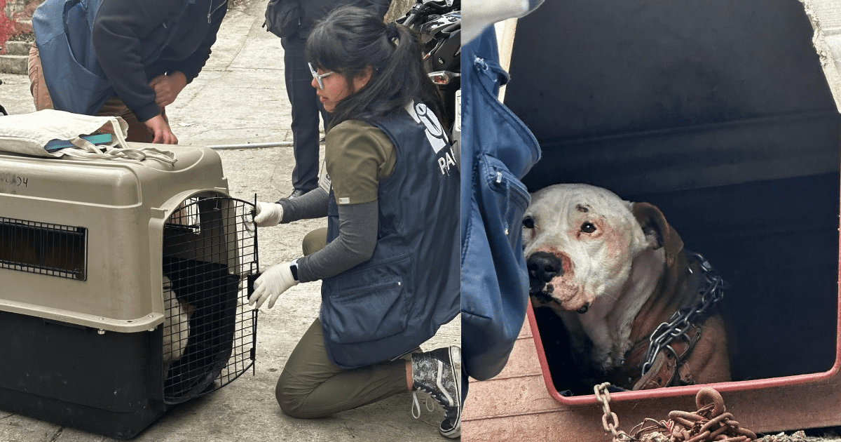 Rescatan a lomito maltratado en CDMX