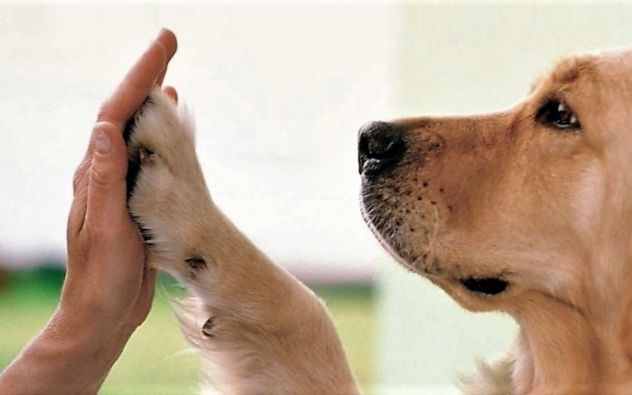 Mascota ISR