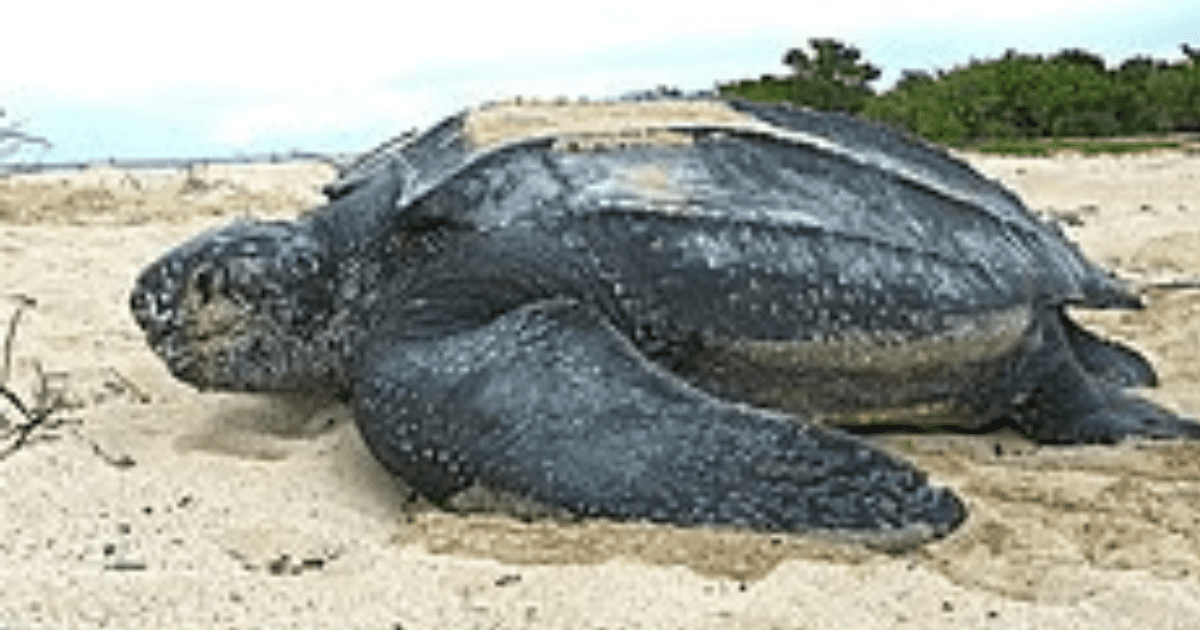 Rescatan a Tortuga Laúd en Oaxaca