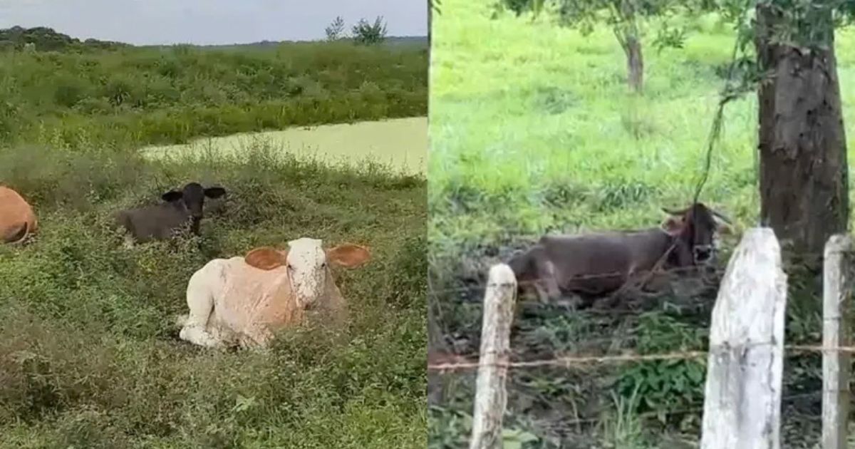 Detectan casos de gusano barrenador en humano en Veracruz