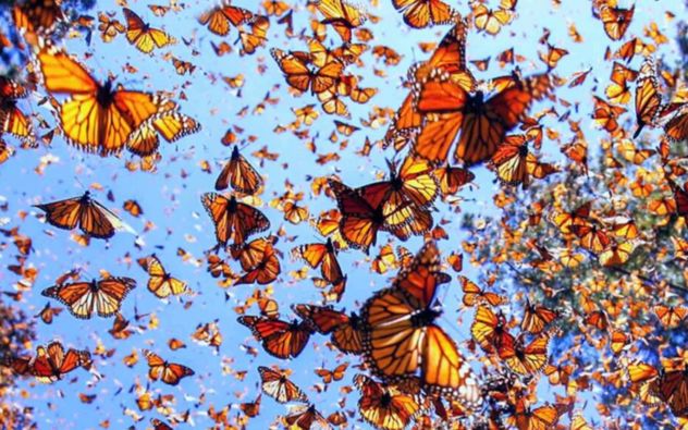 Mariposa Monarca aumenta población