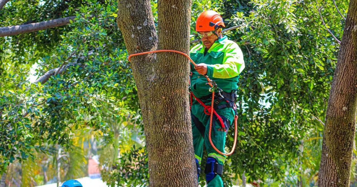Refuerzan manejo del arbolado en Cuernavaca