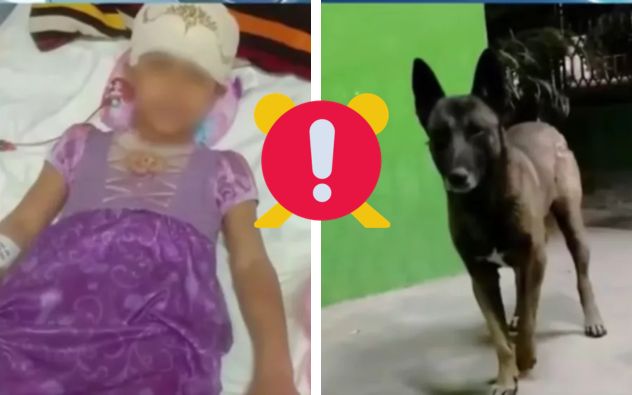 Pilo perrito
