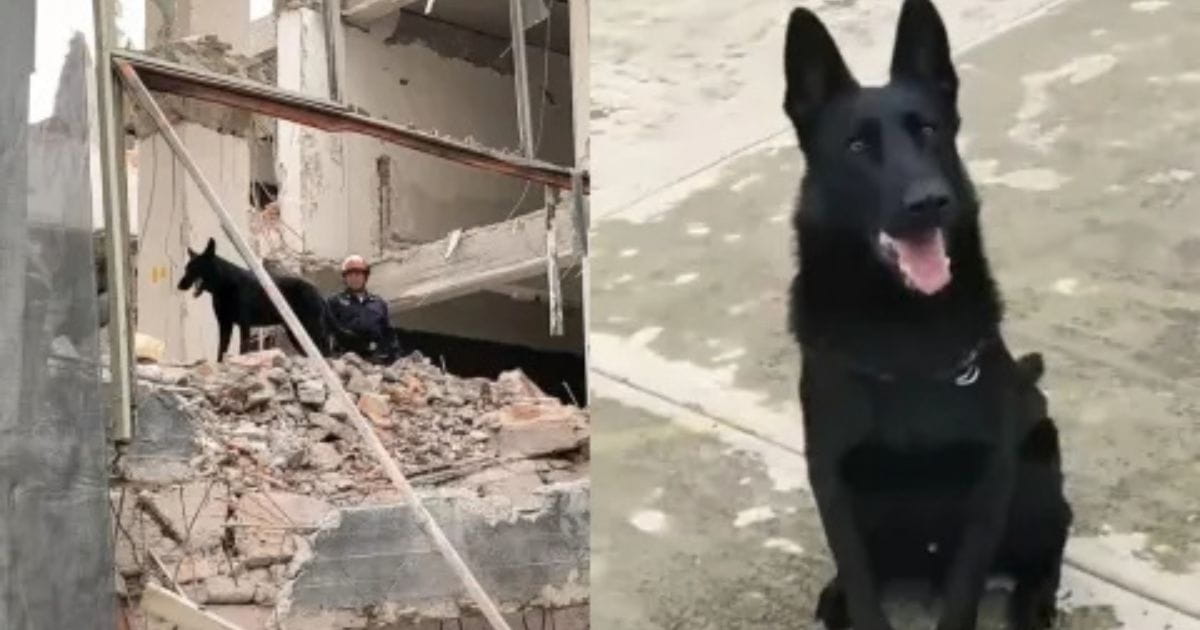 “Togo” el perro que ayudo en la buscada de los trabajadores en CDMX