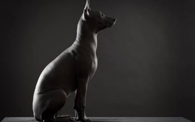 Día Nacional del Xoloitzcuincle