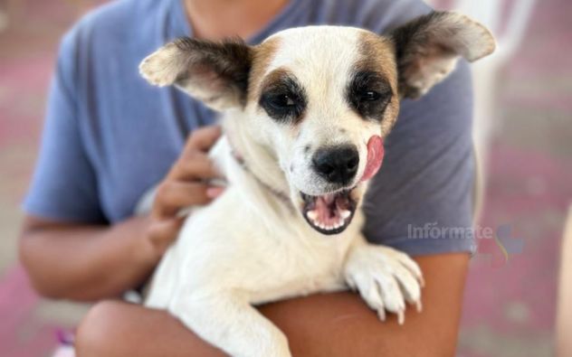 Registro de mascotas Morelos