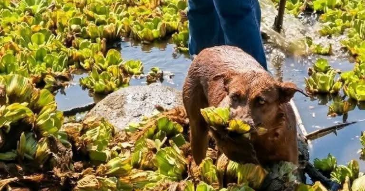 Envenenan a perrita que limpiaba presa en Oaxaca