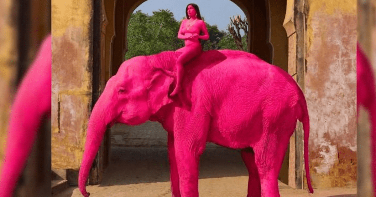 Fallece elefante tras ser pintado de rosa