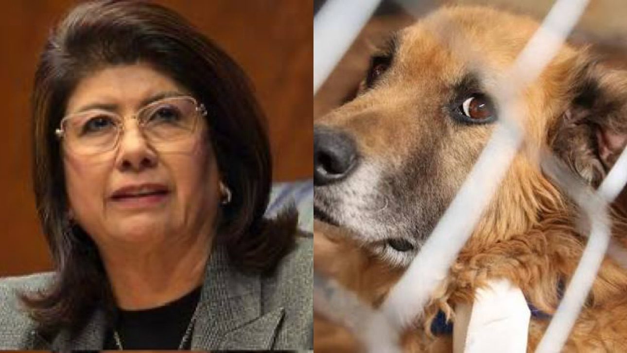 Senadora de Morena admite sacrificio de 10 mil perros y desata indignación