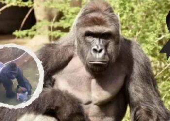 Aniversario de la muerte de Harambe