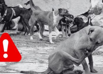Crisis de perros callejeros en Edomex