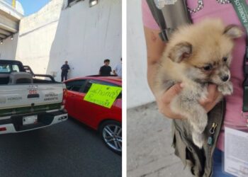 Un perro rescatado por las autoridades ambientales recibe resguardo tras operativo contra el maltrato en Cuautla, Morelos