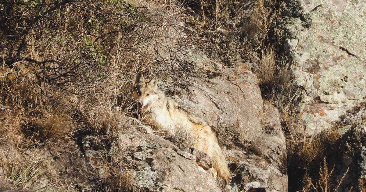 Liberan a tres lobos mexicanos en Chihuahua