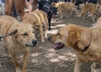 Primera reunión de perritos caramelo en CDMX