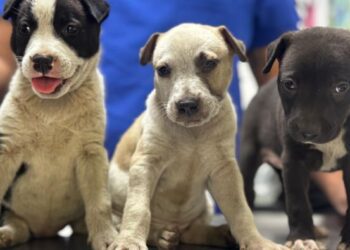 Inspectores de la PROPAEM resguardan a cachorros rescatados por maltrato animal en Cuernavaca, Morelos