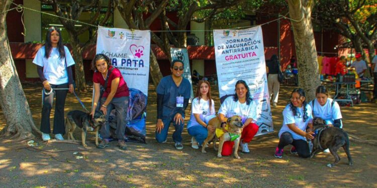 adopción responsable