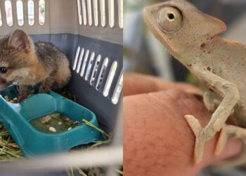 rescate de fauna (1)