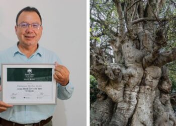 Camellón arbolado y vegetación densa sobre una de las avenidas principales del municipio de Cuernavaca, Morelos
