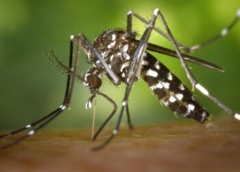 Dengue