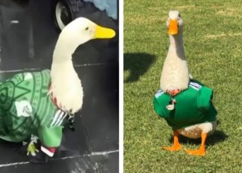 El pato viral Merlín asistirá como invitado de honor de la FIFA al Fan Fest en el Zócalo de la CDMX previo al partido de México contra Corea del Sur