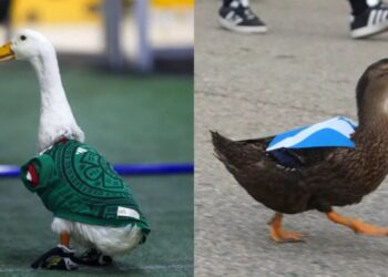La competencia de “Merlín”: El pato escocés “Down” se vuelve la nueva sensación