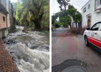 Personal de Protección Civil retirando ramas de un árbol caído sobre la vialidad en Cuernavaca, Morelos