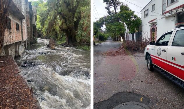 Personal de Protección Civil retirando ramas de un árbol caído sobre la vialidad en Cuernavaca, Morelos