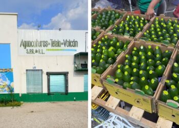 Cargamento de aguacate de Tetela del Volcán listo para exportación en centro de acopio, Tetela del Volcán, Morelos