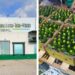 Cargamento de aguacate de Tetela del Volcán listo para exportación en centro de acopio, Tetela del Volcán, Morelos