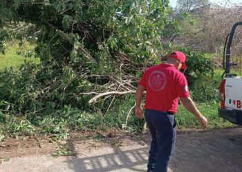 Retiran árboles caídos y ramas de riesgo por temporal de lluvias en Cuernavaca