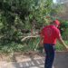 Retiran árboles caídos y ramas de riesgo por temporal de lluvias en Cuernavaca