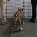 jaguar en Michoacán (1)